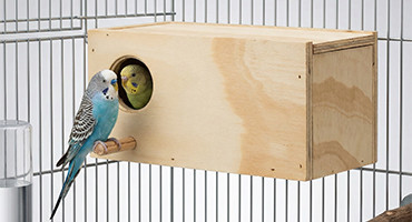Cómo elegir el nido ideal para aves exóticas