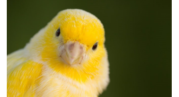 Datos interesantes sobre las aves